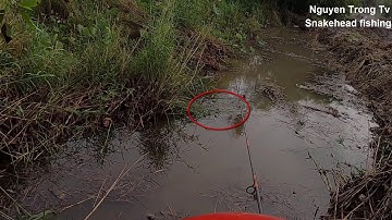 Câu Cá Lóc Ngoài Tràm Chim #9 | Cận Cảnh Cá Săn Mồi Thật Hấp Dẫn | Nguyen Trong Tv