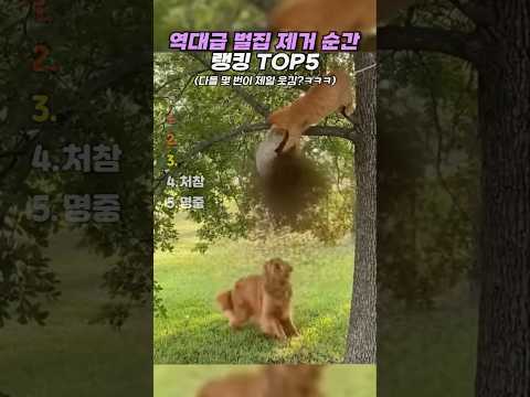 역대급 벌집 제거 순간 랭킹 TOP5 thumbnail