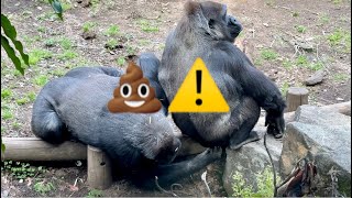 Girl gorilla's strange behavior😂ママのお尻を追いかけるコモモ