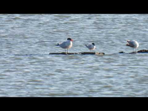 Caspian tern,Sterna magg