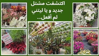 زيارة مشتلين:  نباتات و أزهار  من كل نوع و لون