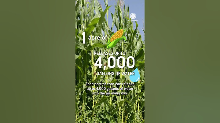 Corn Sweat: How Corn Fields Turn Into Giant Saunas