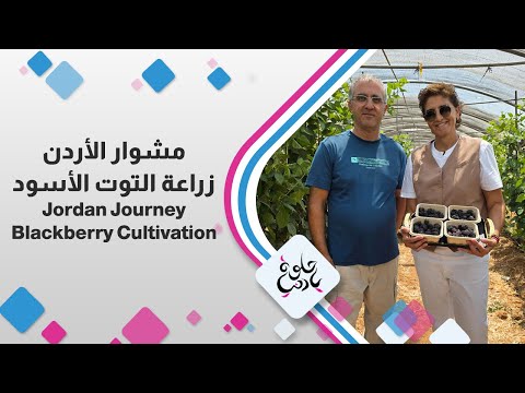 نجاح زراعة التوت الأسود بالأردن مجدي علقم يكشف الأسرار مشوار الأردن هذا الجمعة