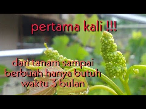 Video: Kapan Buah Anggur Mulai Berbuah? Pada Tahun Berapa Berbuah Dan Pada Jam Berapa?