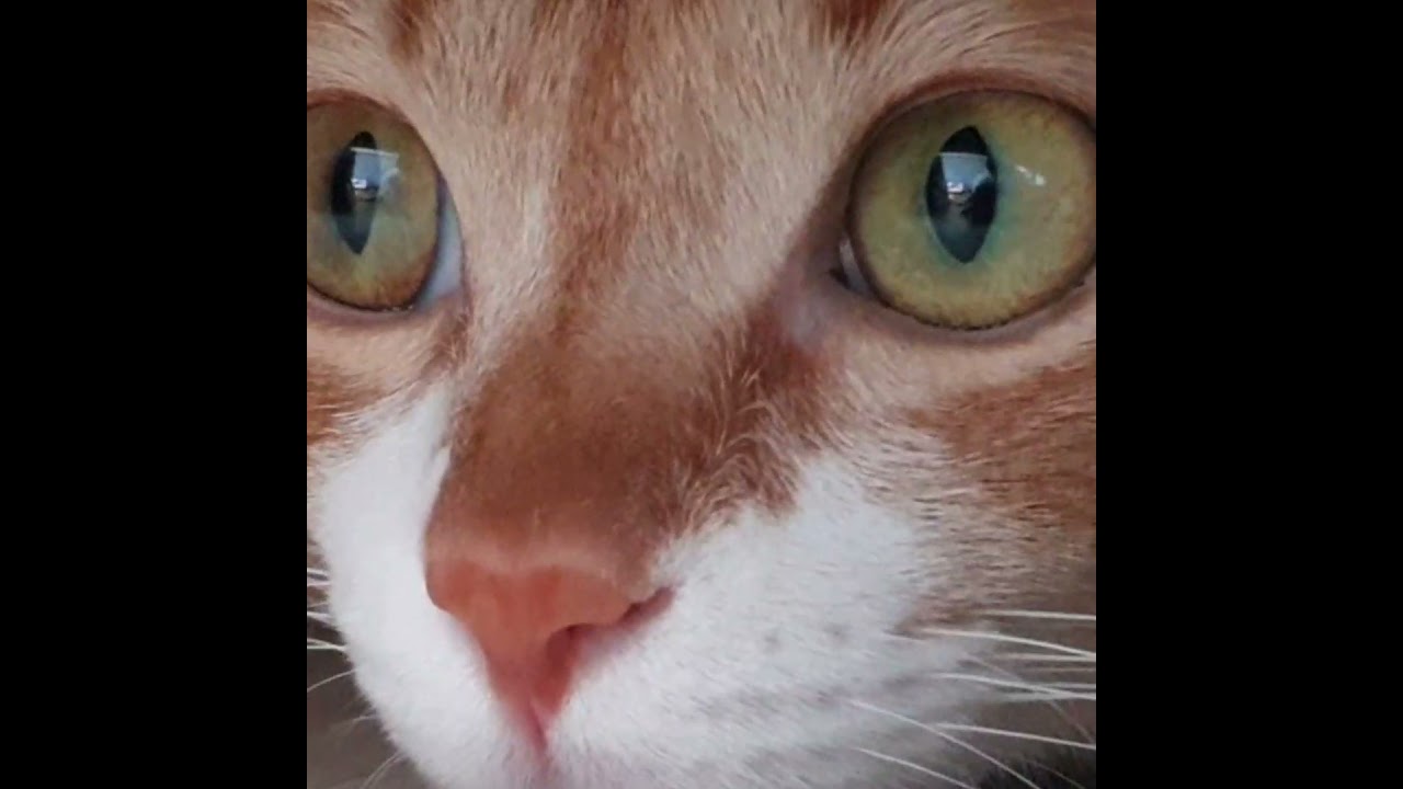신비롭고 아름다운 고양이 동공 확대 Youtube