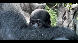 Columbus’ Newest Baby Gorilla, July 2023, #gorillas