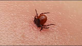 A pretty tick is crawling on my hand #tick #humour #funny #cute