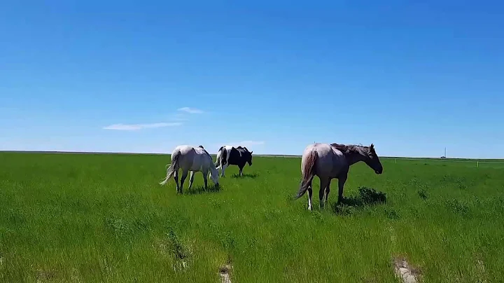 My Wild Horses