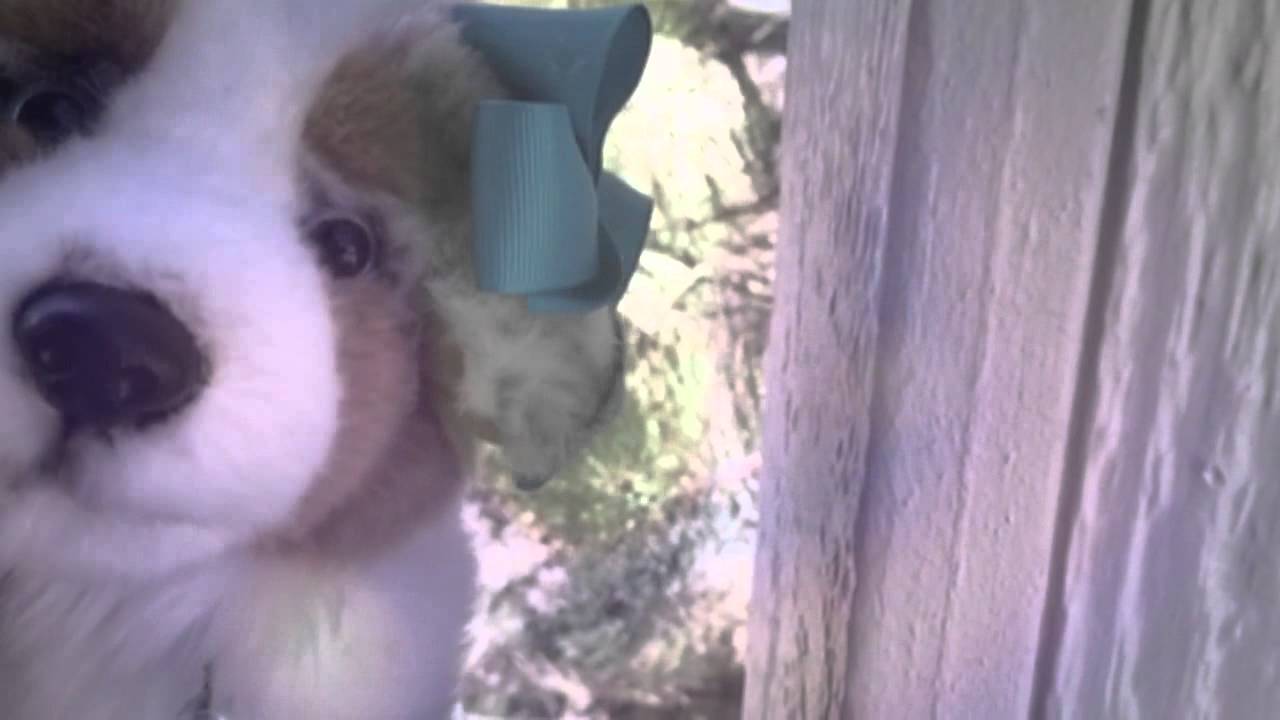 camera iphone 8 plus apk ⋮H⃟I⃟D⃟E⃟ A⃟W⃟A⃟Y⃟⋮webkinz music video