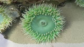 Finding Giant Green Sea Anemones Exposed at Low Tide