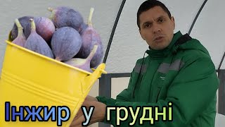 Як зберегти інжир зимою. Обрізка,  формування і черенкування інжиру.