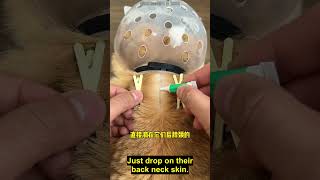 This is the correct way to deworm. Use imidacloprid moxidectin, which is integrated inside and o