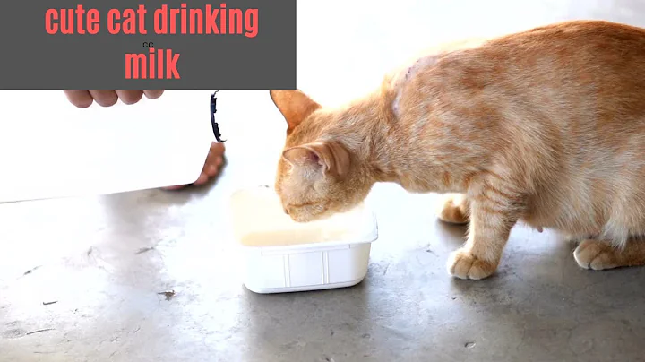 Cute cat drinking milk #viralshorts #ytshorts #shortsfeed #drinkingmilk #funnyshorts