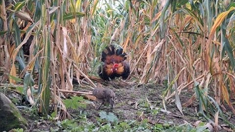 Gà rừng mái gọi trống phi cực nhanh.poj qaib qus xeev lau dhias ceev tiag tiag 