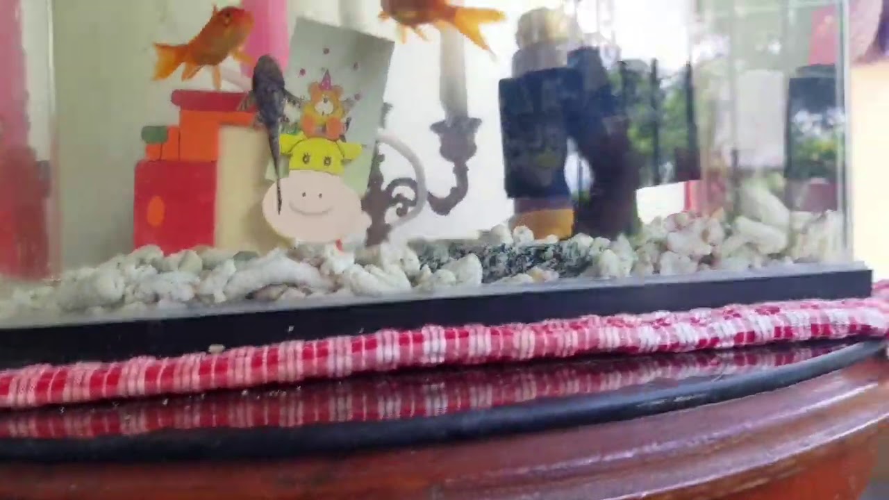 Goldfish Janitor Fish YouTube Goldfish Janitor Fish YouTube