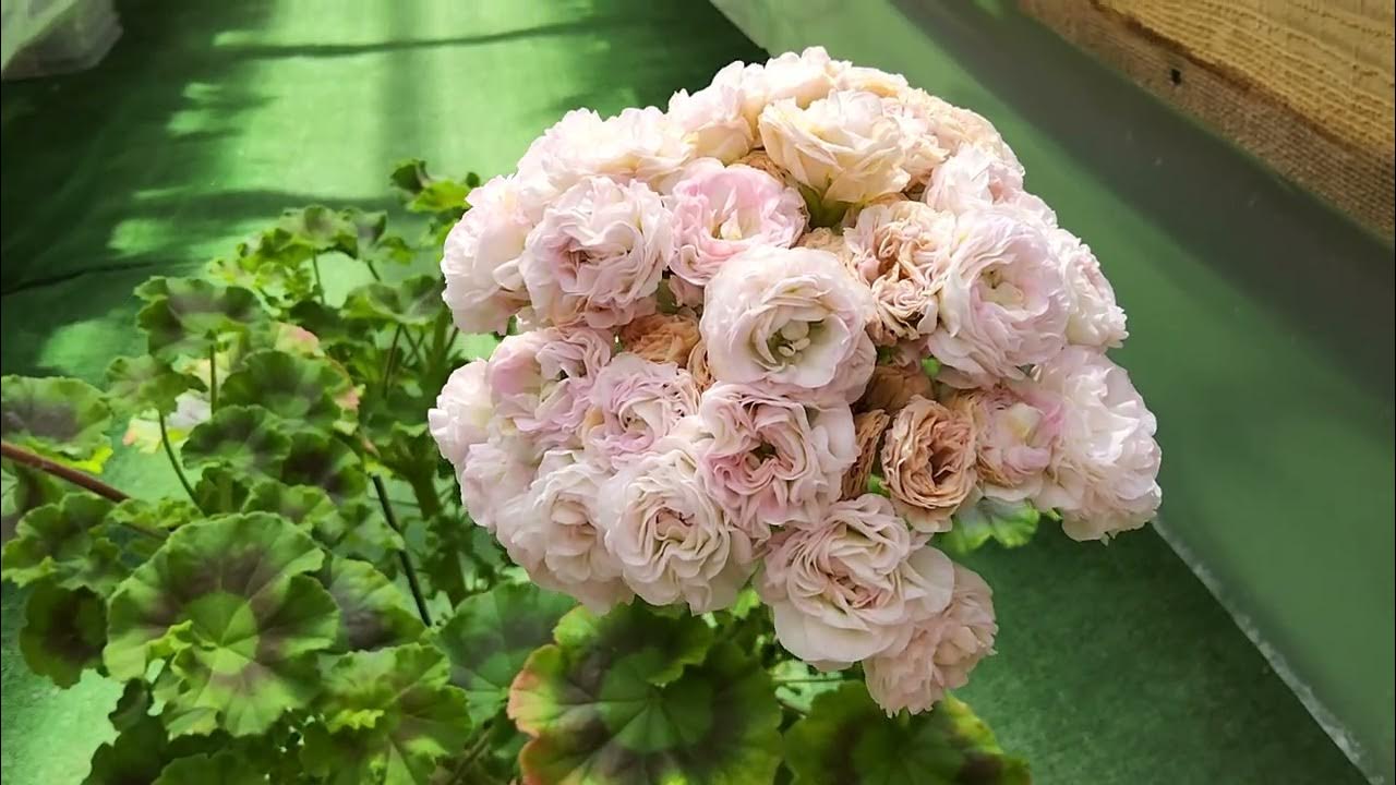 Магазин женской одежды вывеска. Сим дамский каприз. Дамский каприз калуга. Логотип бутика женской одежды. Вывеска магазина женского белья.