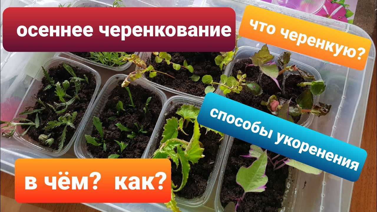 Осеннее черенкование /Какие растения черенкую/Грунт для черенков ...