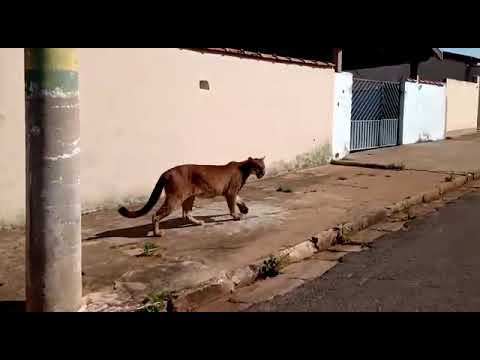 Video mostra onça perdida em bairro no interior de São Paulo