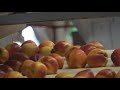 'It's been challenging' | Georgia peach season faces challenges, but harvest remains strong