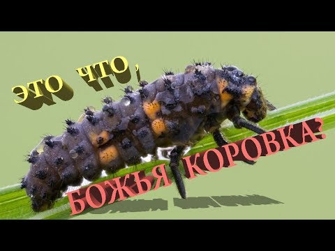 ЭТО ЧТО БОЖЬЯ КОРОВКА?:)