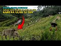 Bikin takjub ada sawah di lereng pegunungan dengan pemandangan alam yang indah