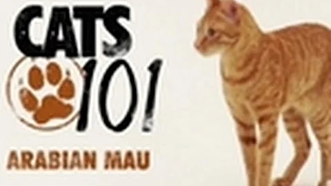Arabian Mau | Cats 101