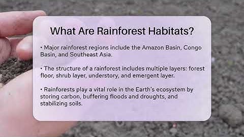 What Are Rainforest Habitats? - Ecosystem Essentials