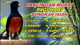 🔴 LIVE - Pancingan Murai Batu Malam hari Full Isian Tembakan Kasar bikin Murai Macet Langsung Nyaut