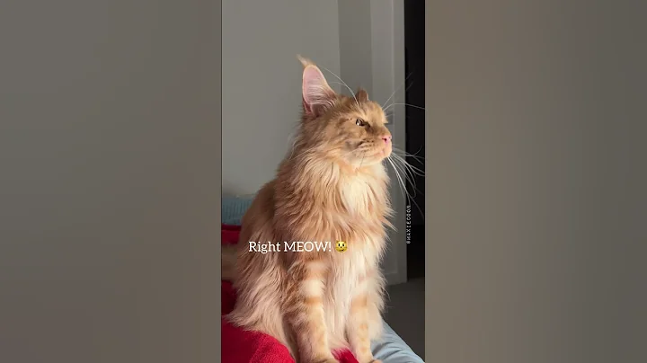 Video 836581: mainecoon meow, love mainecoon, sleep purring, cutest meow