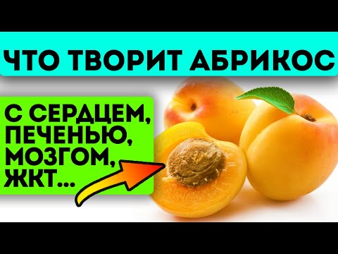 Последнее открытие! Учёные нашли скрытые свойства абрикосов + советы, как сохранить абрикосы на зиму