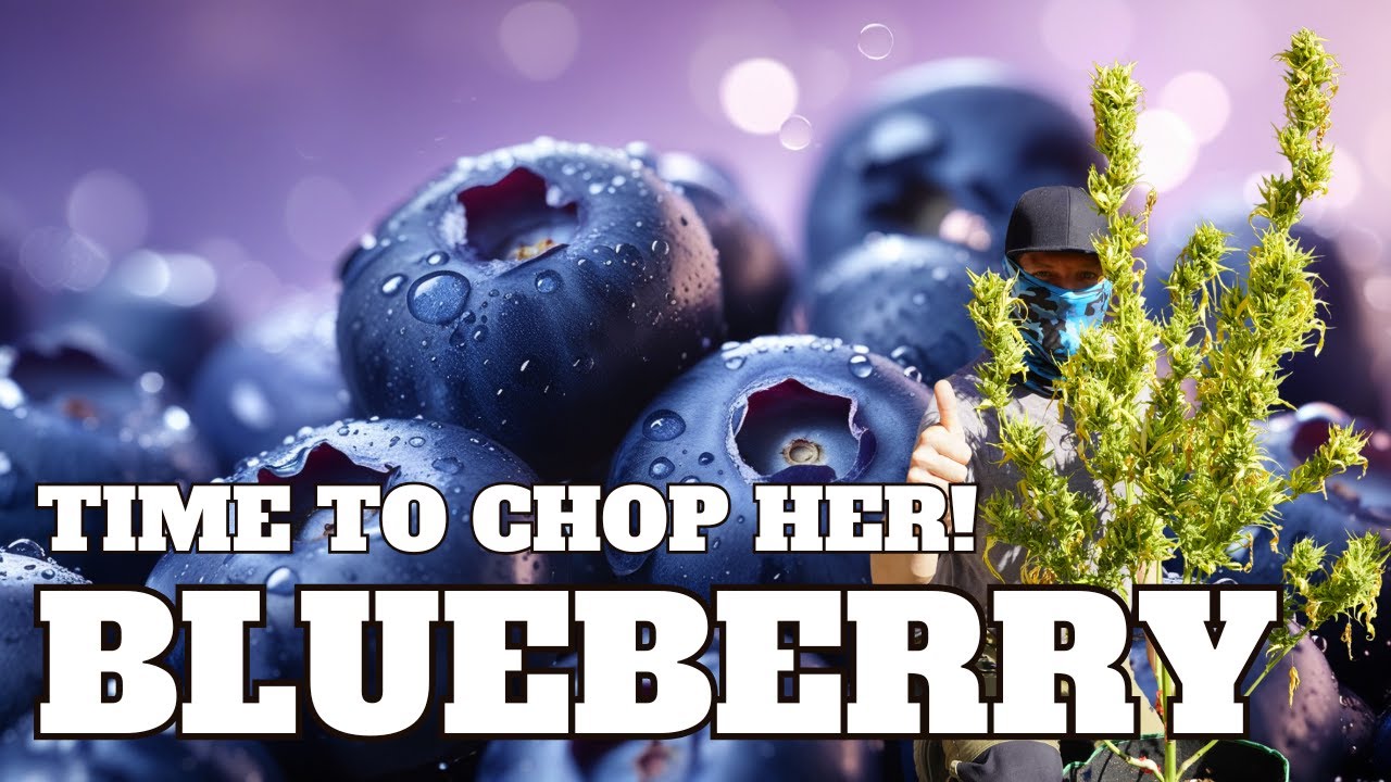 Blueberry – The Harvest - Strain Growing Journey - Cannabis Cultivation