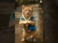 แมวส้มเต้นสงกรานต์ #แมวส้ม #สงกรานต์ #cutecat #songkran2025 #catlovers #orangecat #KidsStation