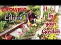 Grow Liliums in the Easiest Way