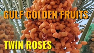 DATES PALM | GULF FRUITS DATES | DATES FARM VISITING ABU DHABI