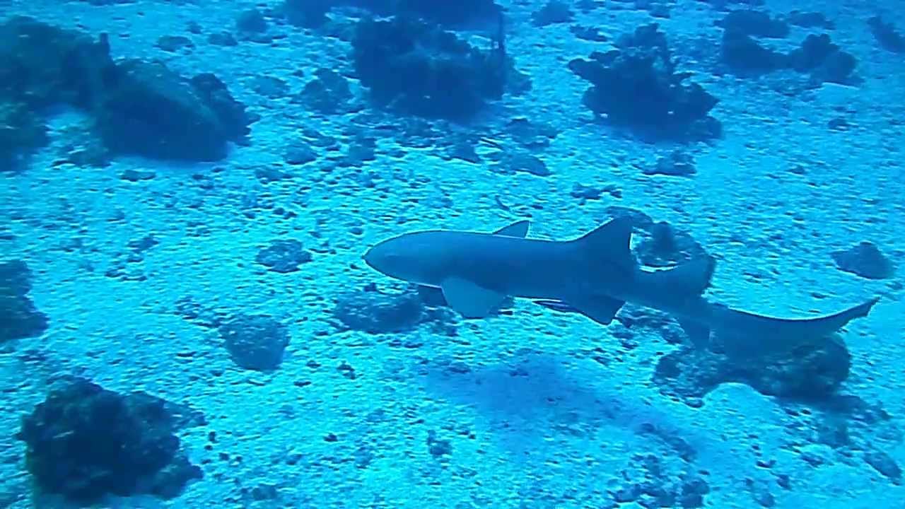 Tiburon Gata Pasiandose Por Isla Desecheo Pr Youtube