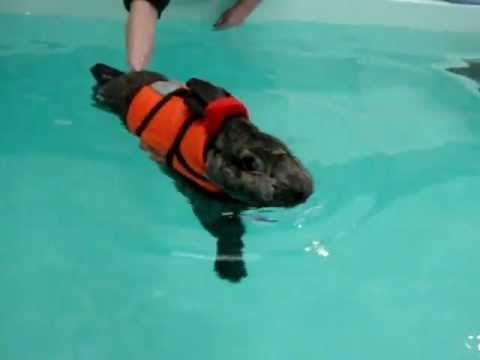 rabbit hydrotherapy heidi bunny 7th swimming session part 2 middle