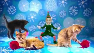 Funny Cats Christmas 2017 ¡!