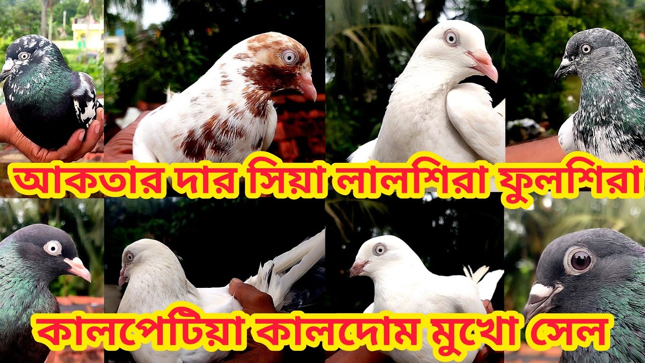 আকতার দার সিয়া লালশিরা ফুলশিরা কালপেটিয়া কালদোম মুখো সেল 😱 , Soumen pet valogs 2025