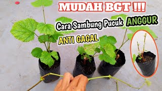 ILMU GRATIS...!!!! Cara Mudah Sambung Pucuk Anggur 100% Berhasil...!!!