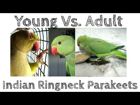 वीडियो: कैसे निर्धारित करें कि एक तोता कितना पुराना है