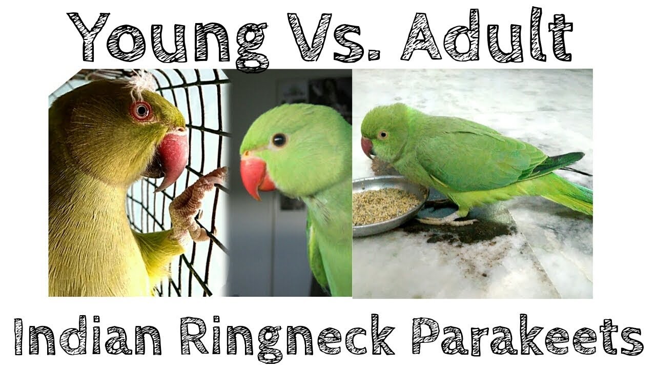 How To Know Age Of Indian Ringneck Parrots? | Adult Vs. Young Indian Ringneck Parrots | (Hindi)