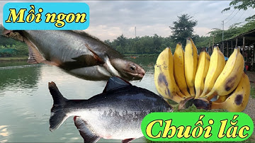 MỒI CÂU CÁ CHIM HIỆU QUẢ