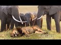 Lion vs bull Elephant Crocodile vs Elephant Lion vs Hyena Male lion attacks Animal Victim Fight back