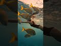 Swimming at sunset 🌇🌥️#sunset #swimming #greatview