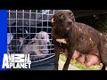 Mama Dog Is Reunited With Her Puppies | Pit Bulls & Parolees