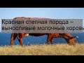 Красная степная порода – выносливые молочные коровы