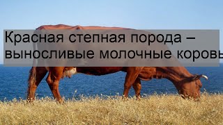 Красная степная порода - выносливые молочные коровы