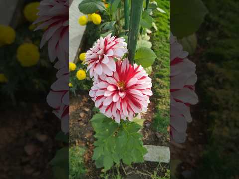 Beautiful flower nature video 🌺 💐#flowers #shorts #viral