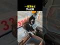 一度落ちて、学んだ猫