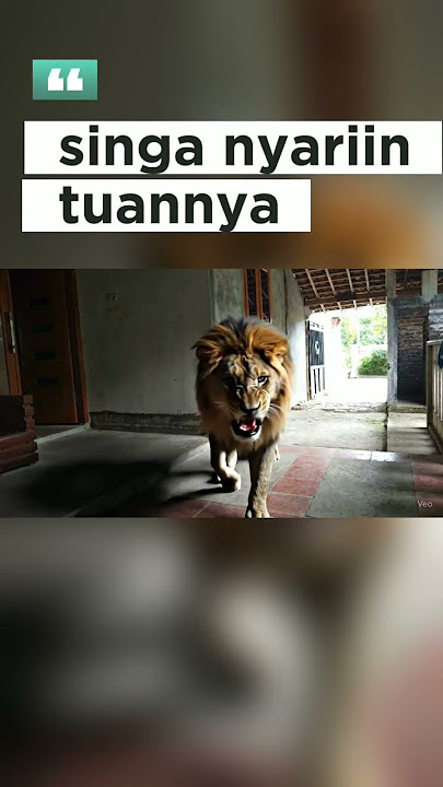 singa nyariin tuannya#lion#singa#viral #beritaterkini #viralvideo #fypシ゚viral #veo3#imagetovidio
